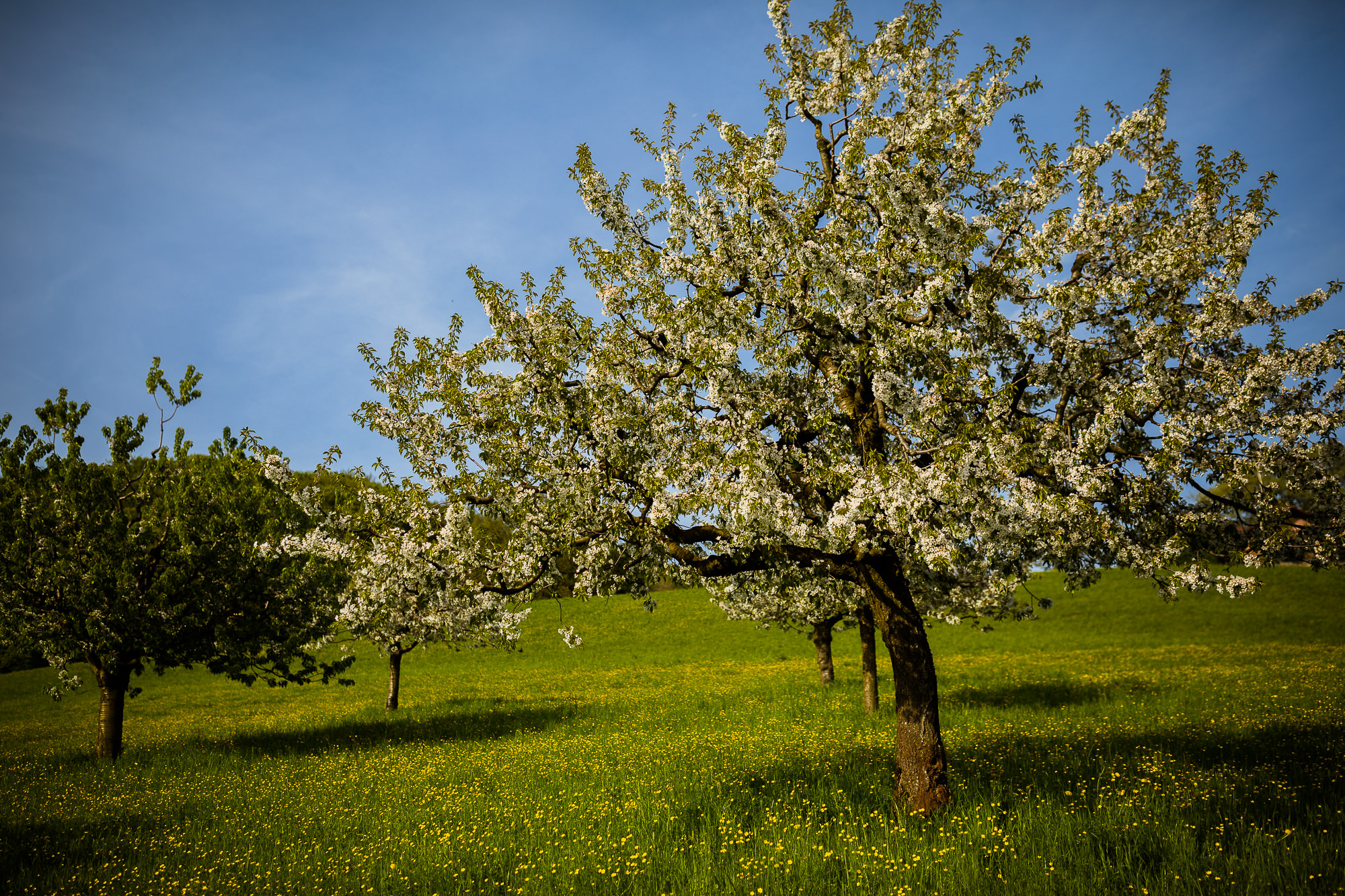 Export x3 5D4 5648 Geburtstag 75 Klara @ Golffricktal